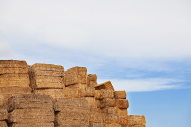 Photo of Many cereal hay bales outdoors. Agriculture industry