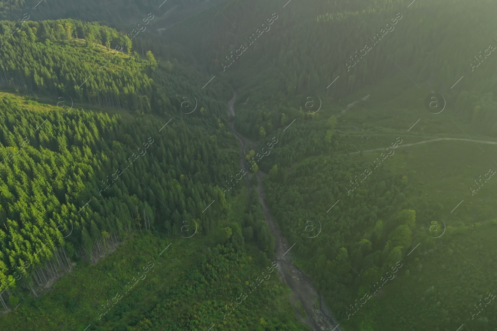 Photo of Aerial view of green trees and road in mountains on sunny day. Drone photography