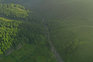 Aerial view of green trees and road in mountains on sunny day. Drone photography