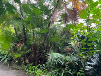 Photo of Many different tropical plants and path in greenhouse