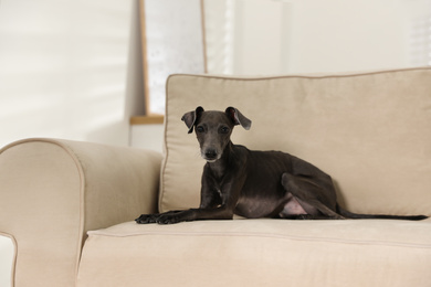 Photo of Italian Greyhound dog on sofa at home