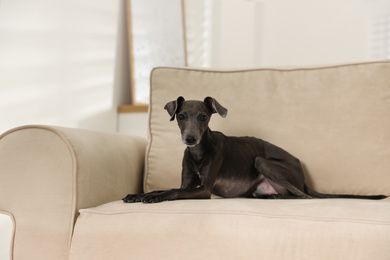 Italian Greyhound dog on sofa at home