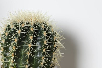 Photo of Beautiful cactus on white background, closeup. House decor