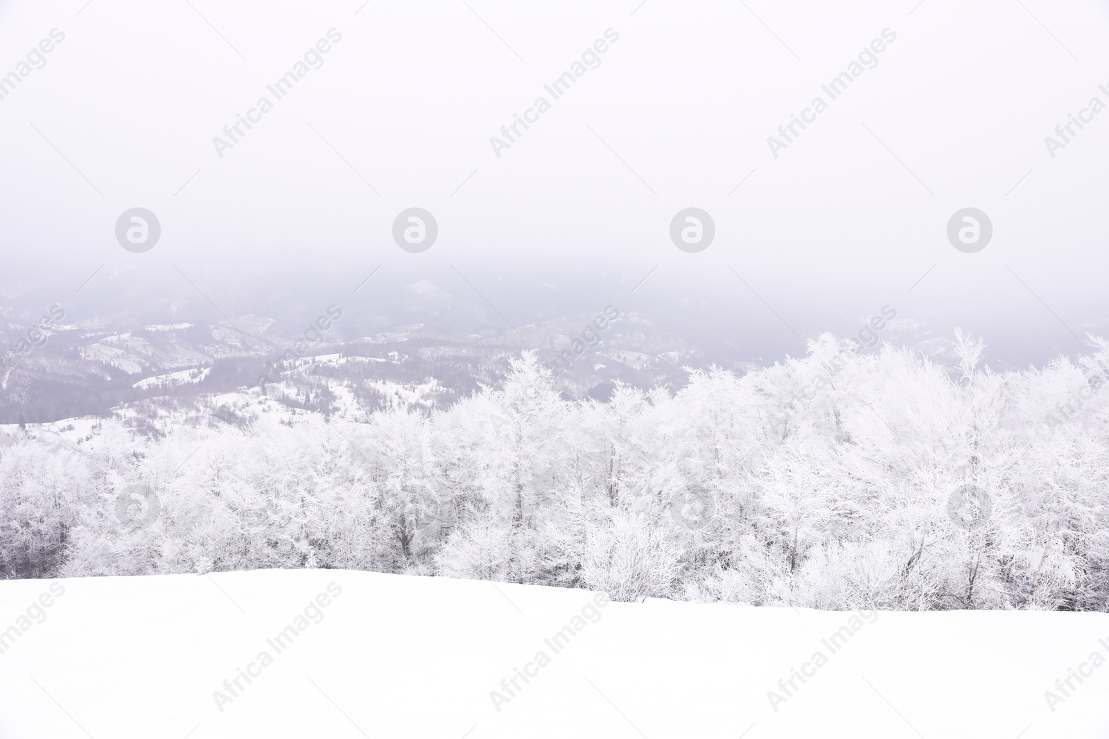 Photo of Picturesque view of trees covered with hoarfrost in snowy mountains on winter day