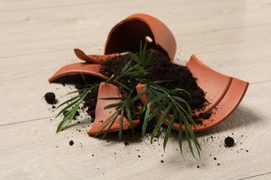 Broken terracotta flower pot with soil and plant on wooden floor