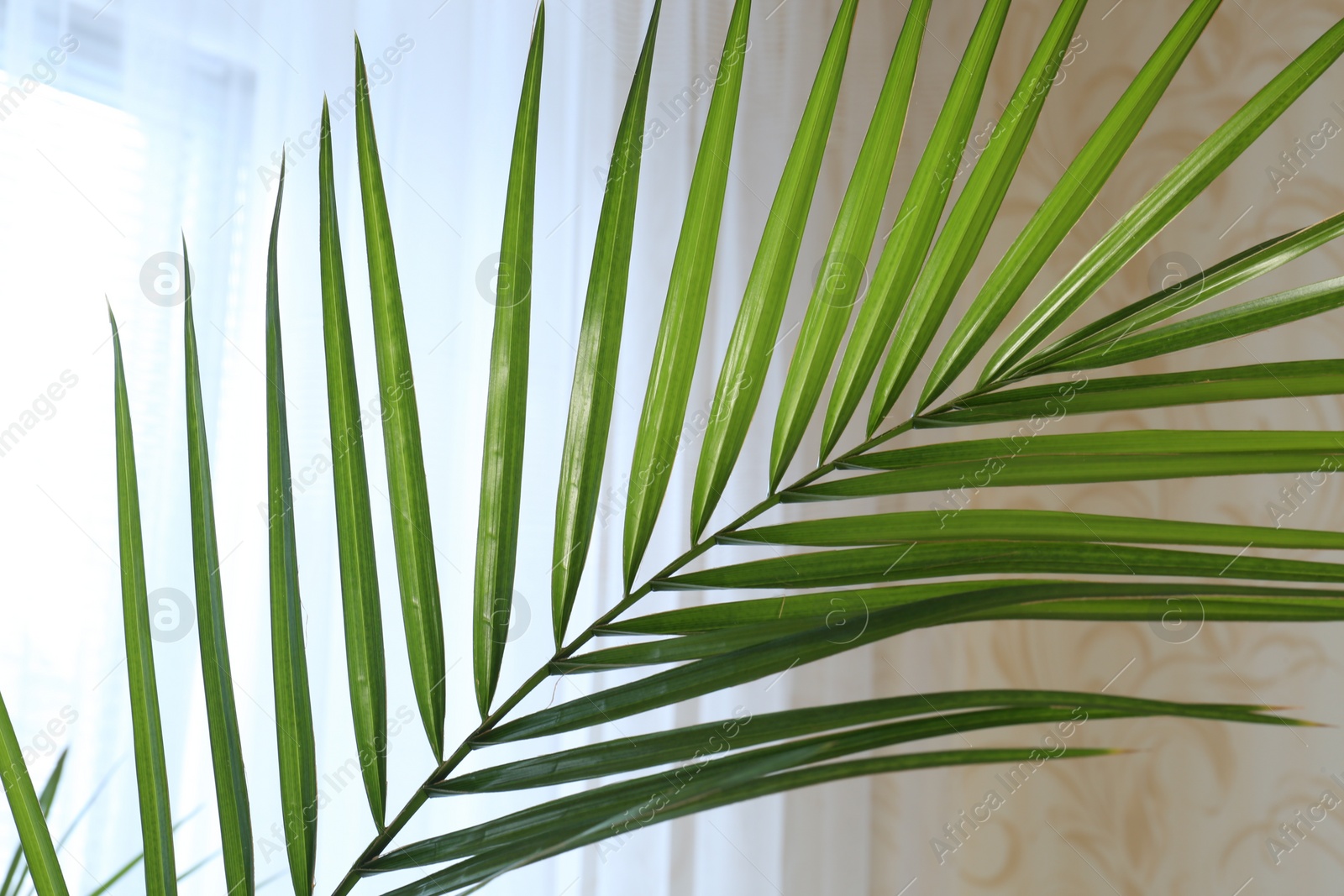 Photo of Green beautiful tropical leaf near window indoors, closeup