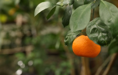 Tangerine tree with ripe fruit in greenhouse, space for text
