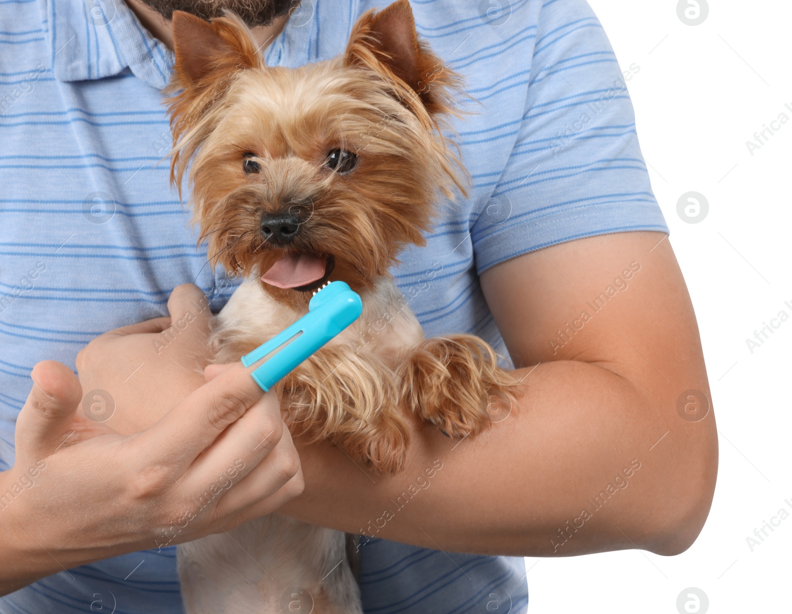 Photo of Man brushing dog's teeth on white background, closeup