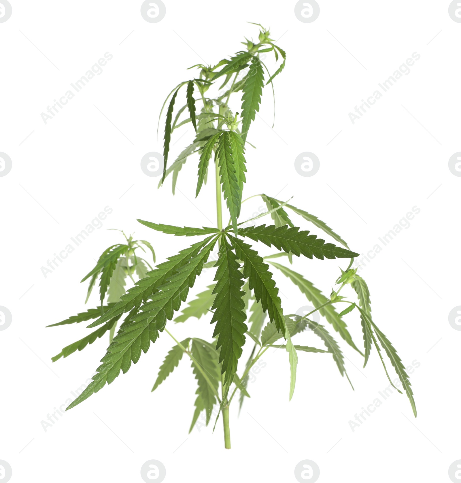 Photo of Lush green hemp plant isolated on white