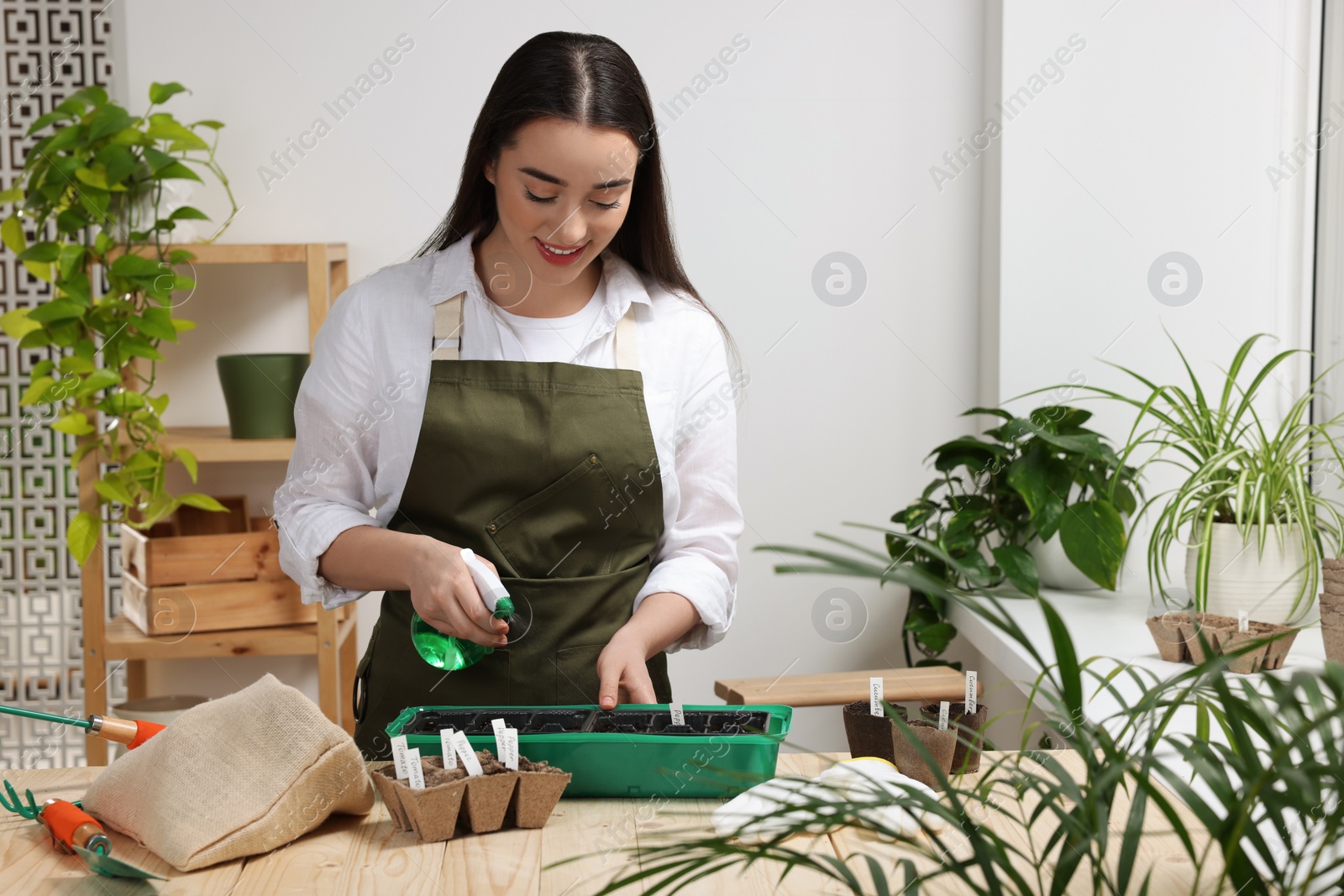 Photo of Young woman spraying water onto vegetable seeds in pots at wooden table indoors