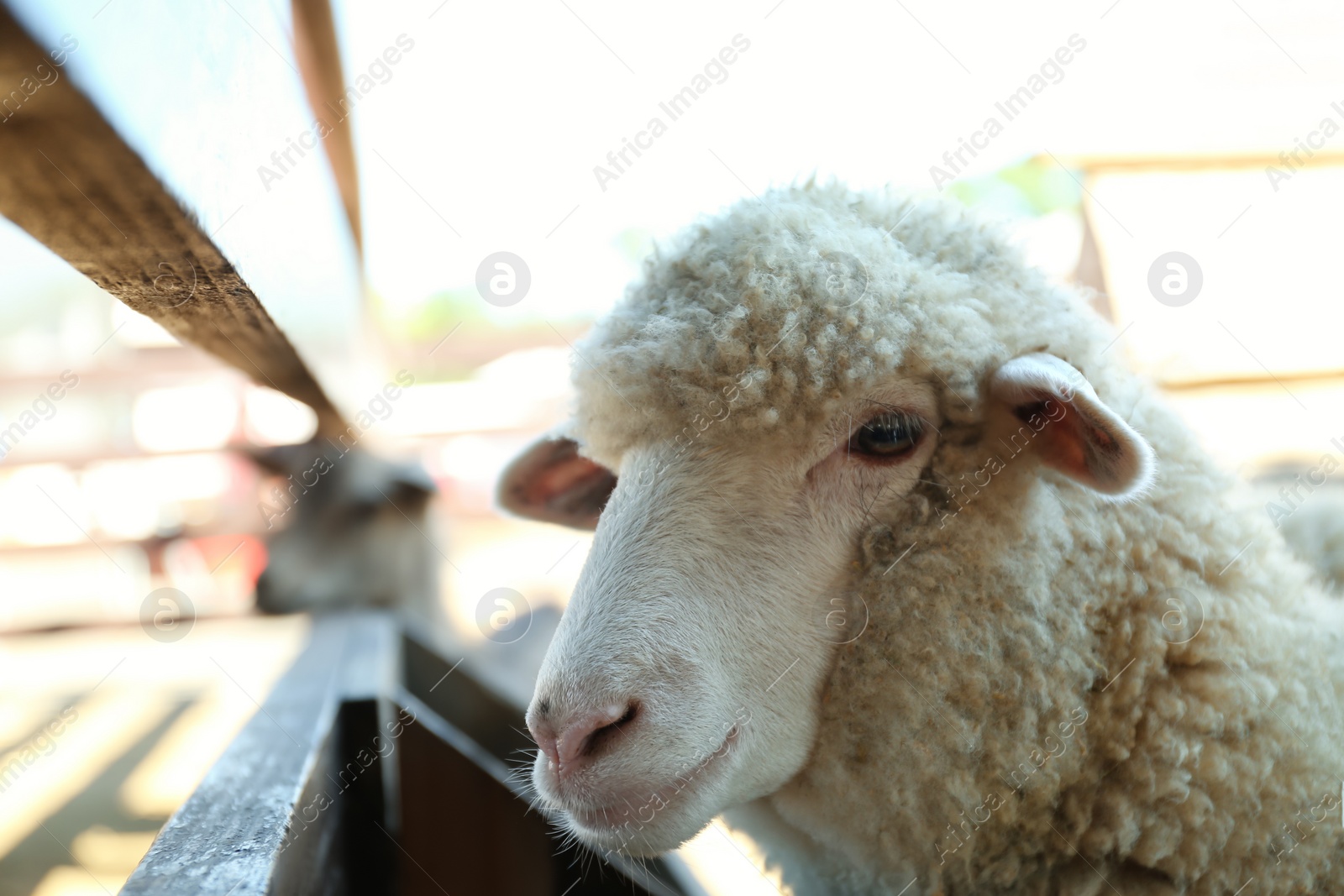 Photo of Cute funny sheep on farm, closeup. Animal husbandry