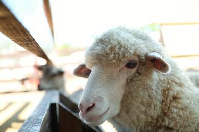 Cute funny sheep on farm, closeup. Animal husbandry