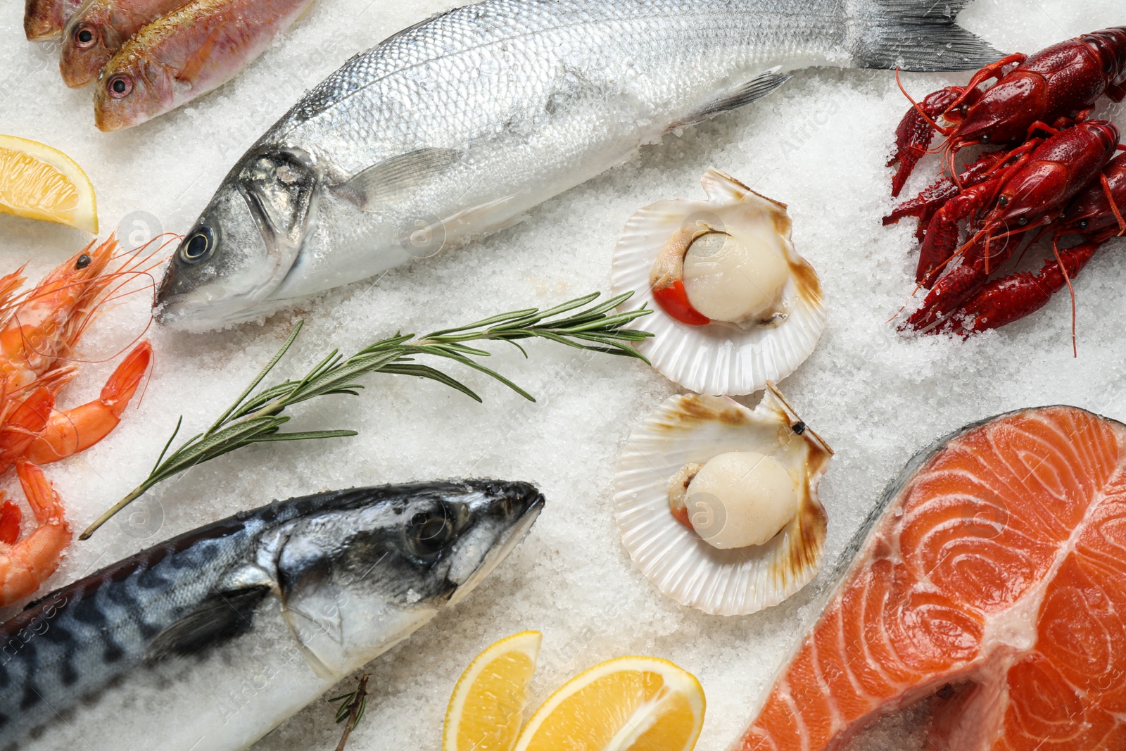 Photo of Fresh fish and seafood on ice, flat lay