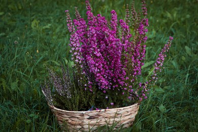 Wicker basket with blooming heather flowers on green grass outdoors