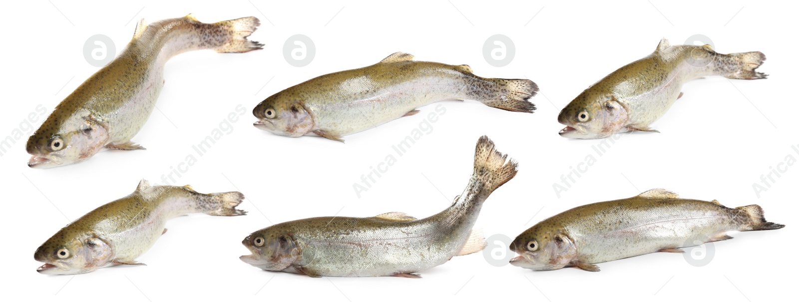 Image of Set of fresh cutthroat trout fish on white background