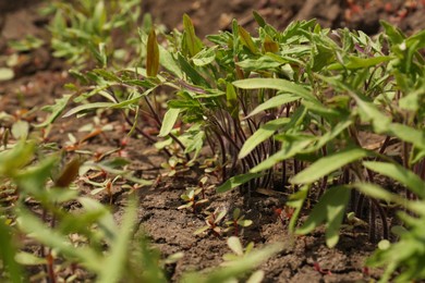 Photo of Young tomato seedlings growing in soil, closeup view