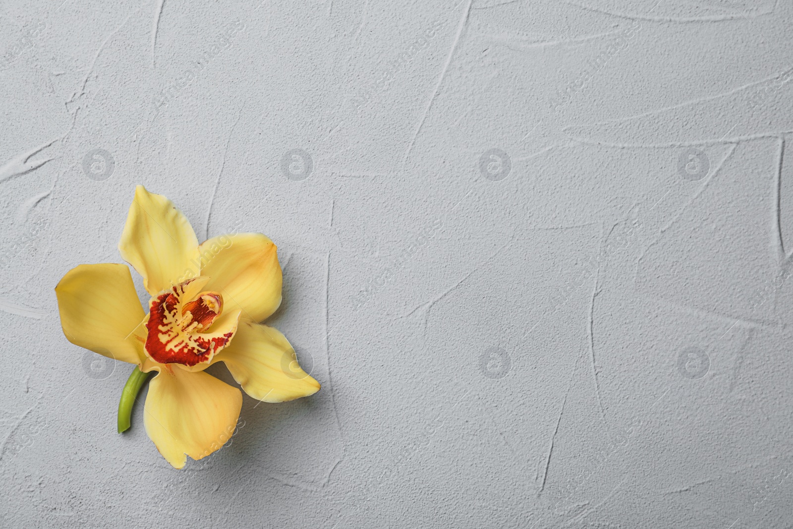 Photo of Beautiful vanilla flower on light background