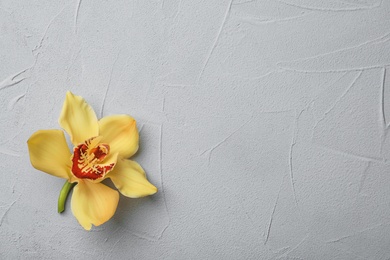 Photo of Beautiful vanilla flower on light background