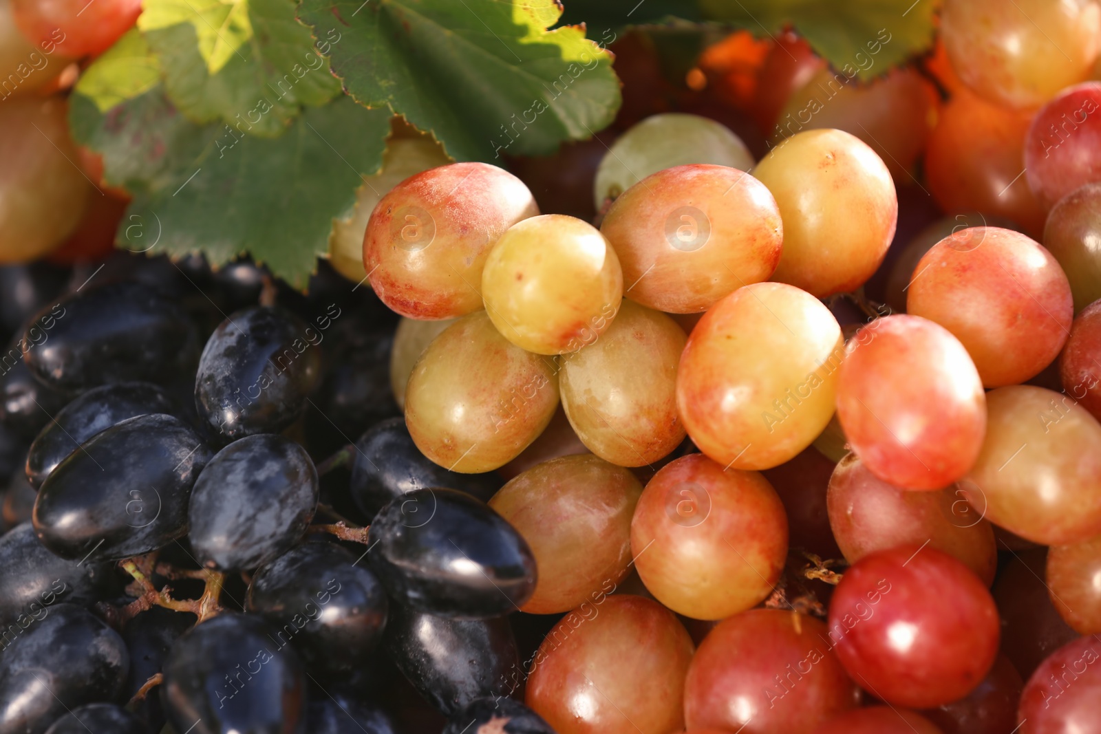 Photo of Fresh ripe juicy grapes as background, closeup