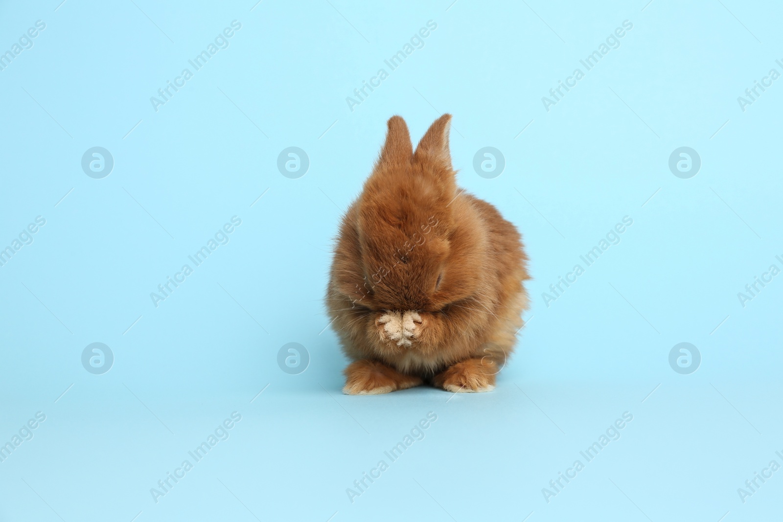 Photo of Adorable fluffy bunny on light blue background. Easter symbol