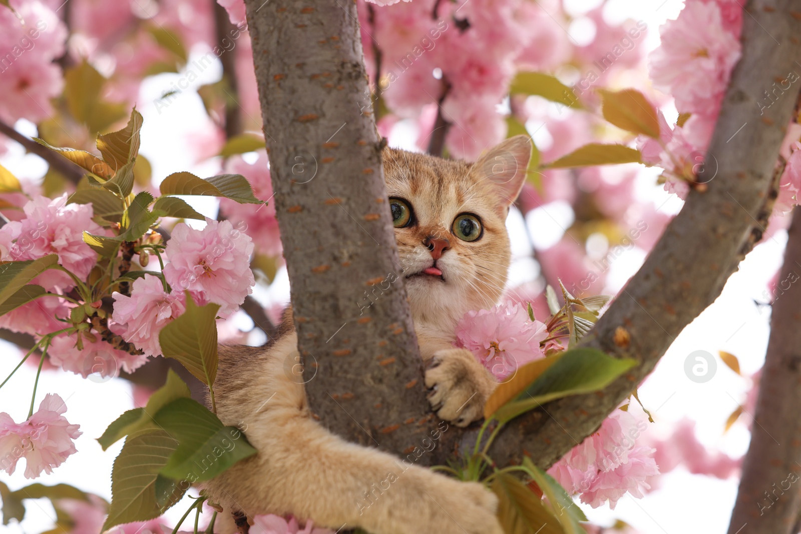 Photo of Cute cat on spring tree branch with beautiful blossoms outdoors