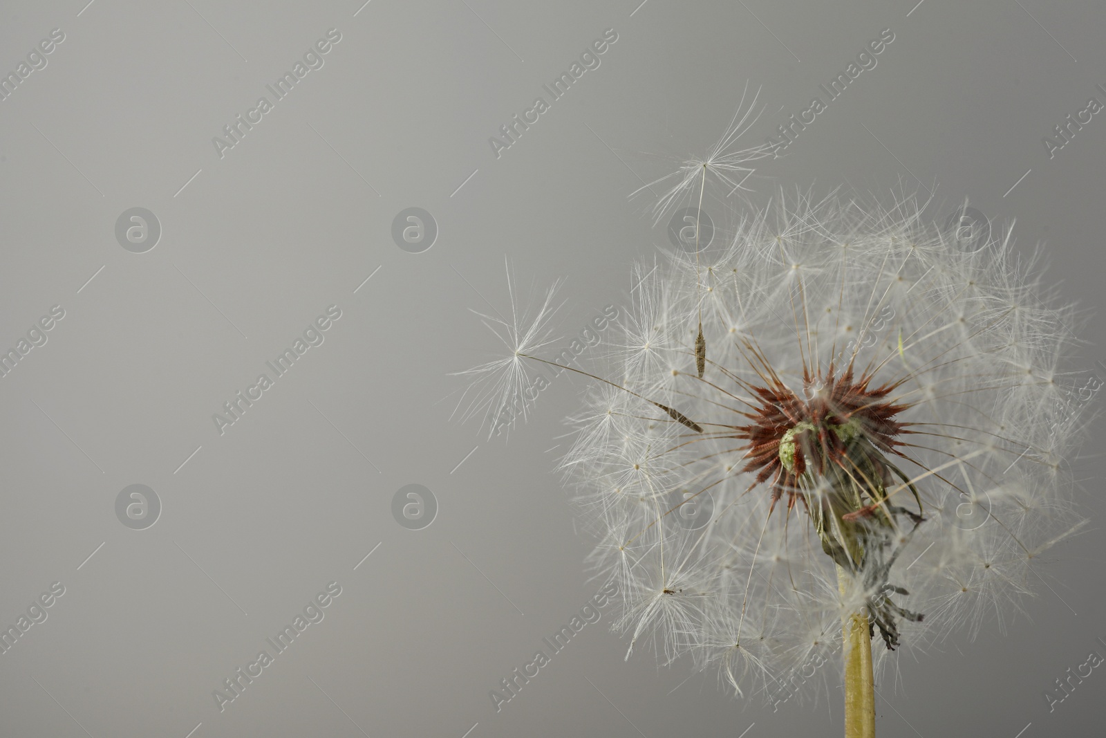 Photo of Beautiful dandelion flower on grey background. Space for text