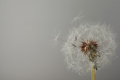 Photo of Beautiful dandelion flower on grey background. Space for text