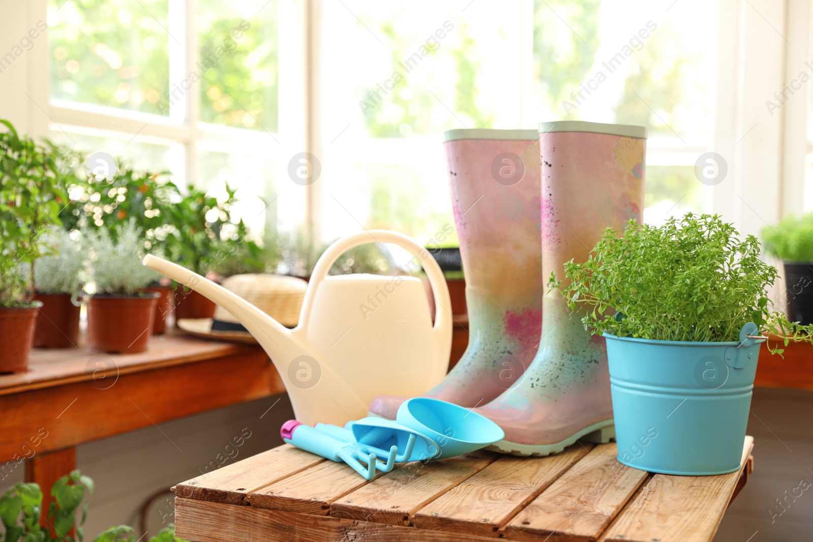 Photo of Composition with gardening tools and plant on wooden table indoors