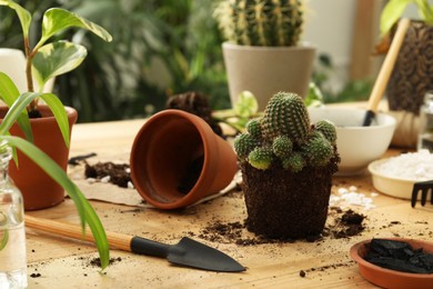 Houseplants and gardening tools on wooden table