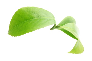 Photo of Green leaves of tea plant on white background