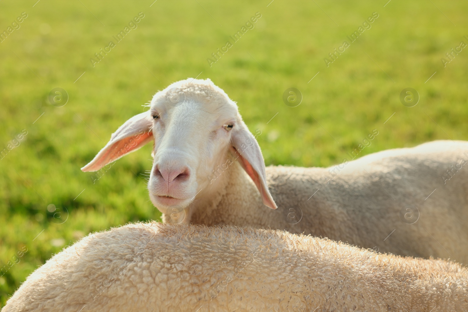 Photo of Cute sheep grazing outdoors on sunny day. Farm animals