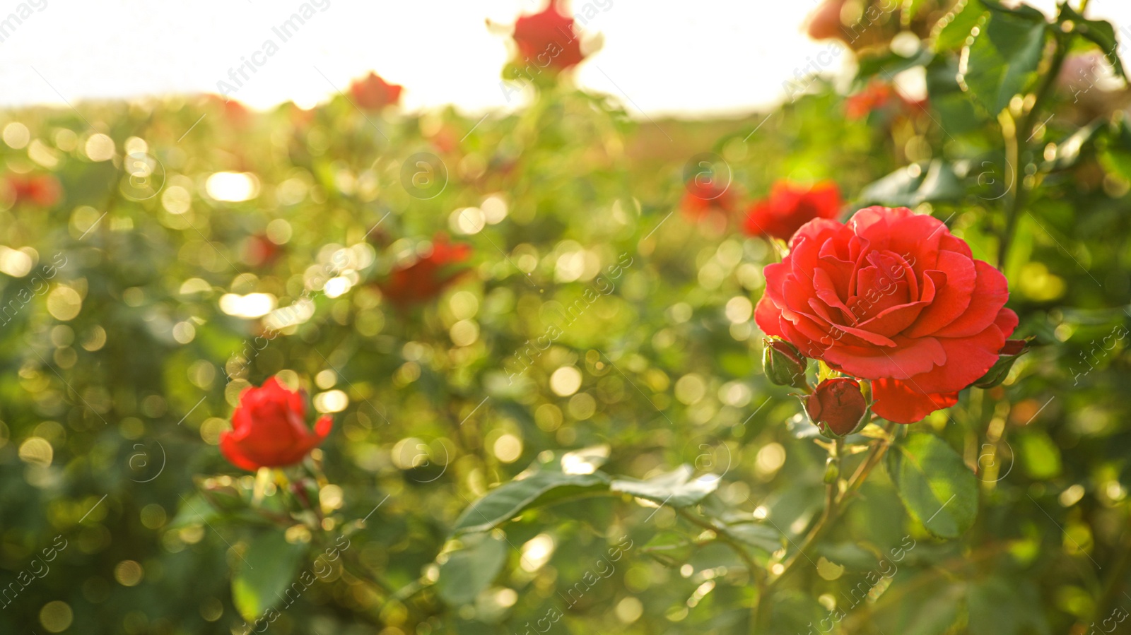 Photo of Green bush with beautiful roses in blooming garden on sunny day