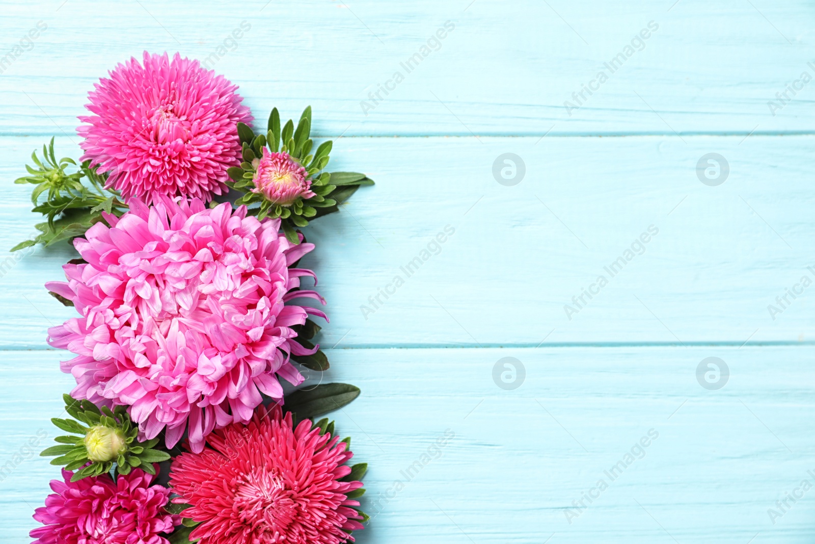 Photo of Beautiful aster flowers and space for text on wooden background, flat lay