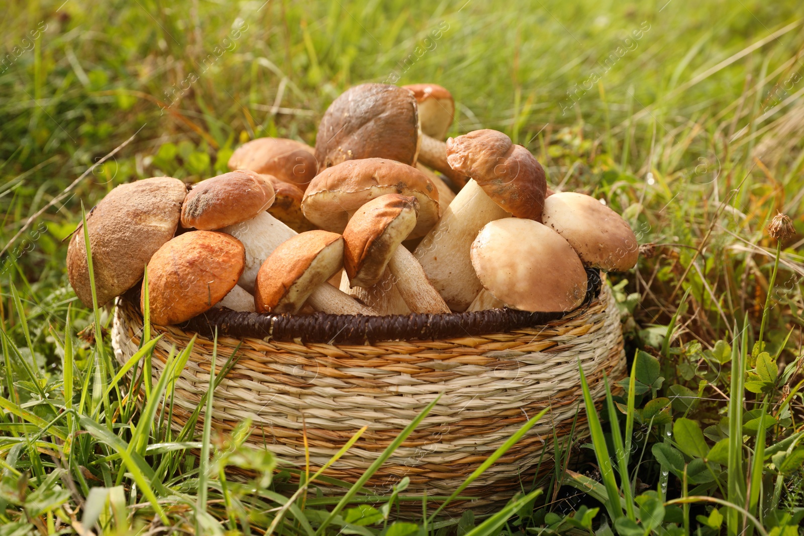 Photo of Wicker basket with fresh wild mushrooms outdoors