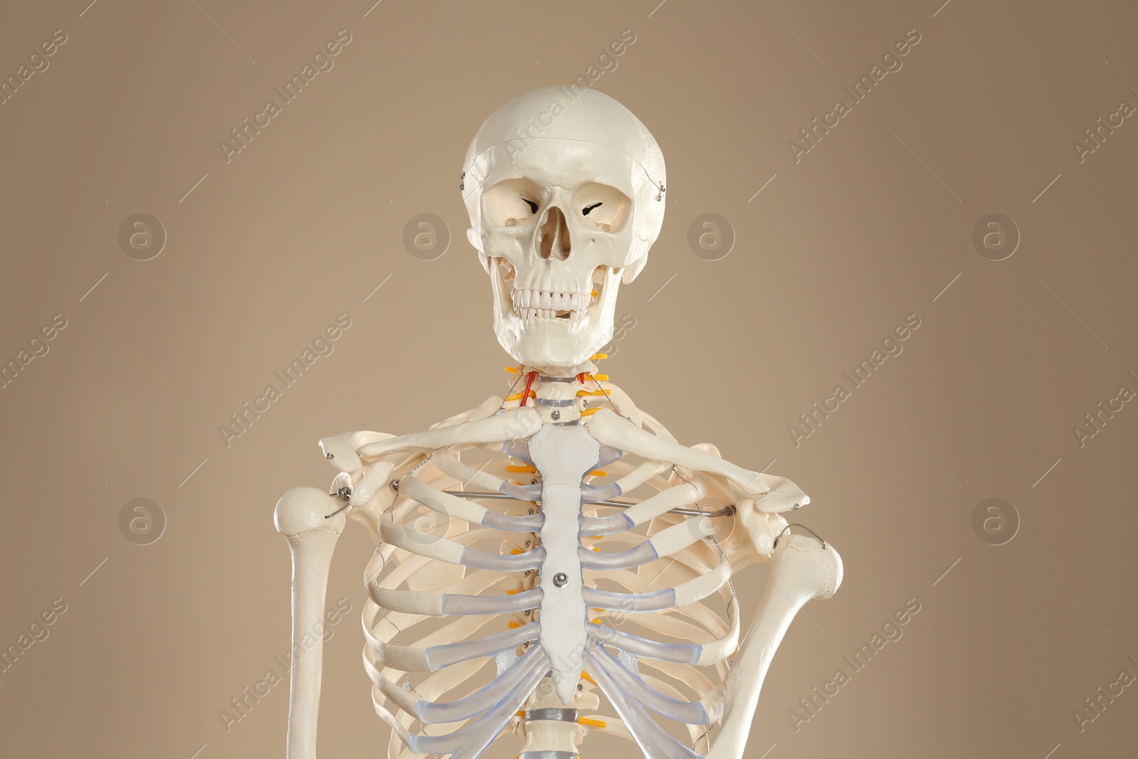 Photo of Artificial human skeleton model on beige background