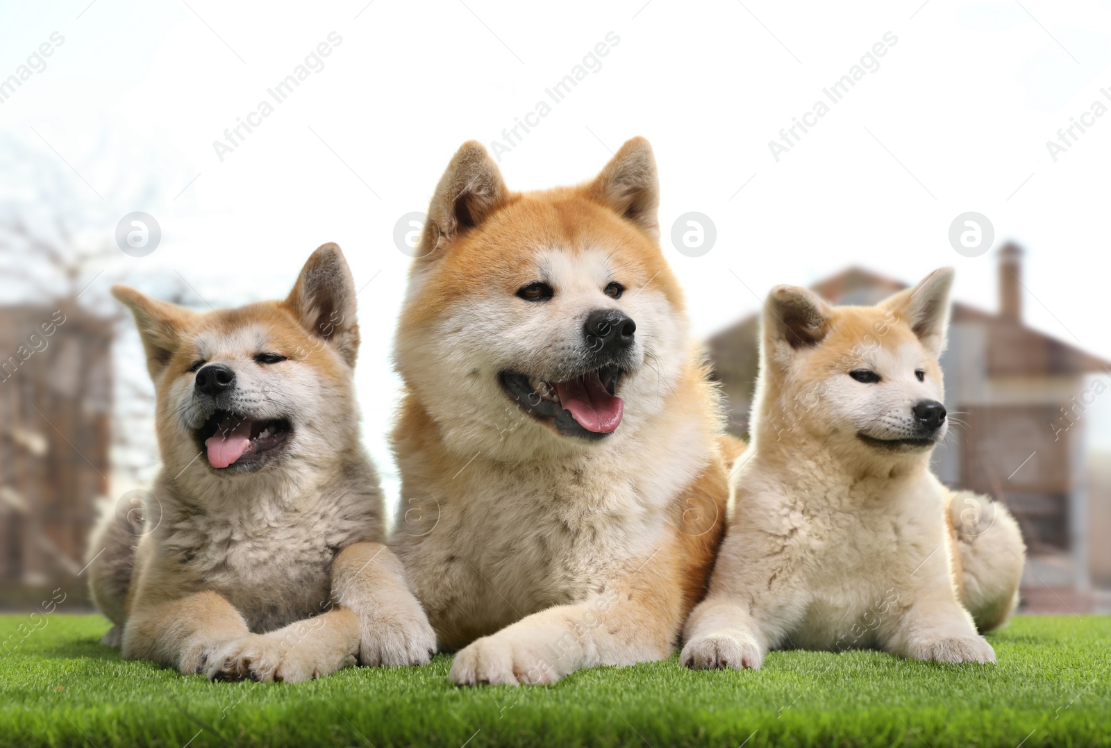 Photo of Adorable Akita Inu dog and puppies on artificial grass near window