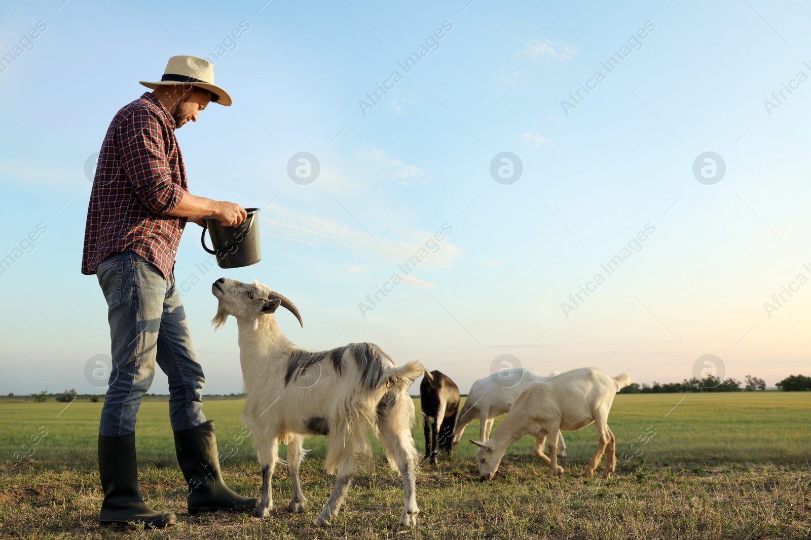 Photo of Man feeding goats at farm. Animal husbandry