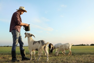 Man feeding goats at farm. Animal husbandry