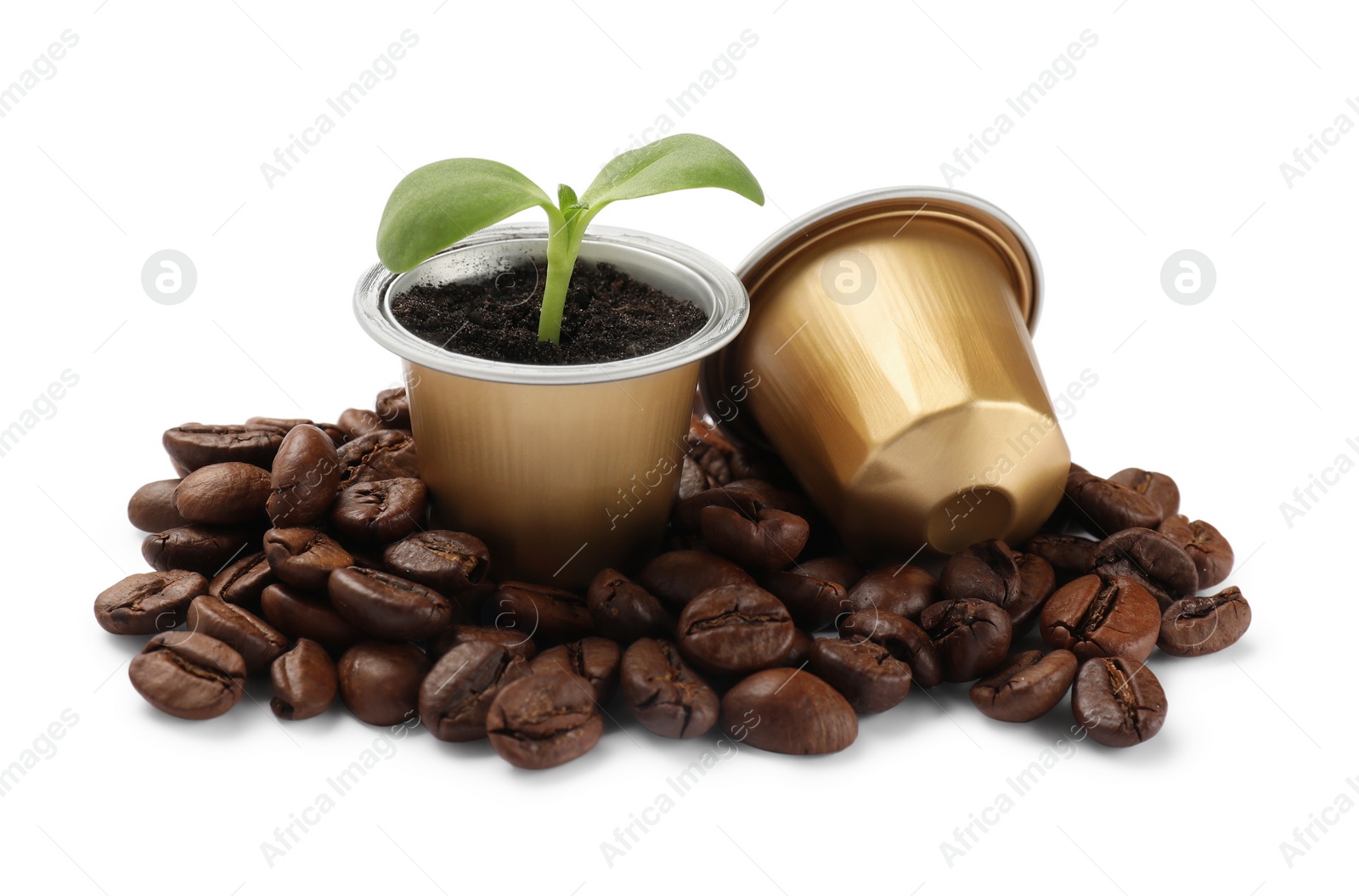 Photo of Green seedling growing in coffee capsule and beans isolated on white