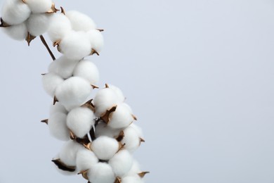 Photo of Beautiful cotton branch with fluffy flowers on light background, space for text