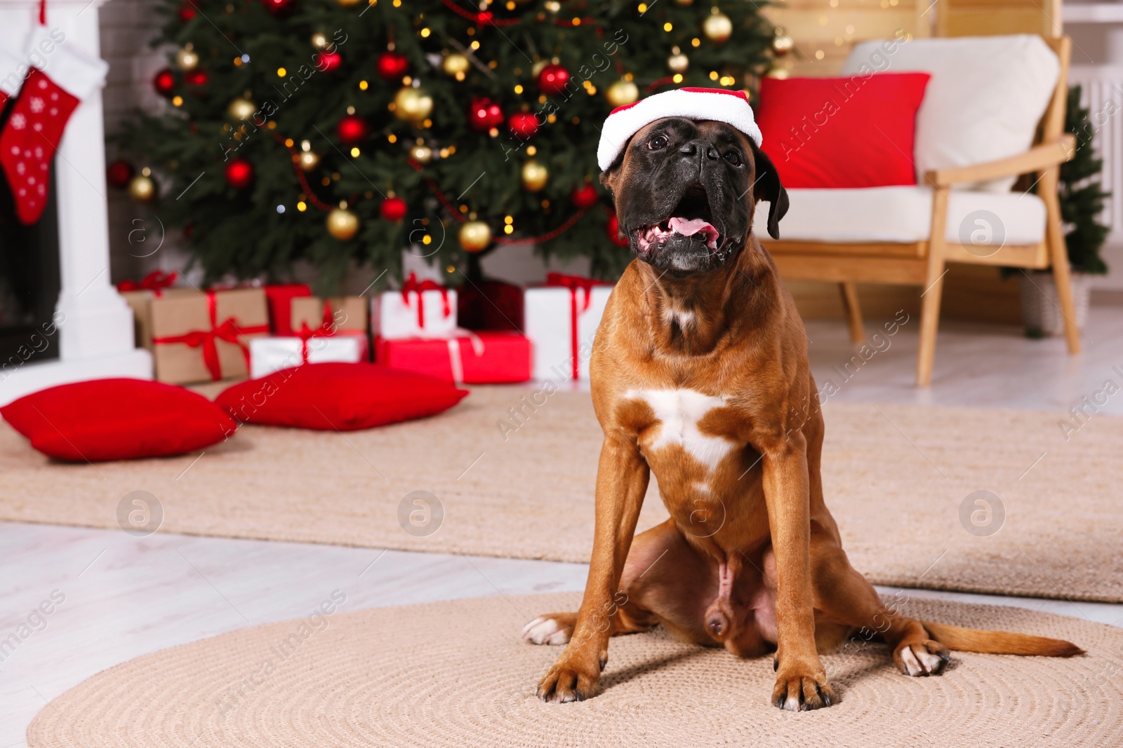 Photo of Cute dog wearing small Santa hat in room decorated for Christmas