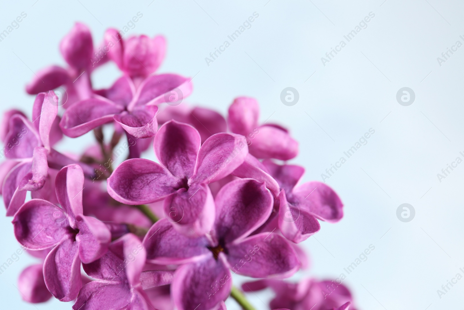 Photo of Closeup view of beautiful lilac flowers on light background