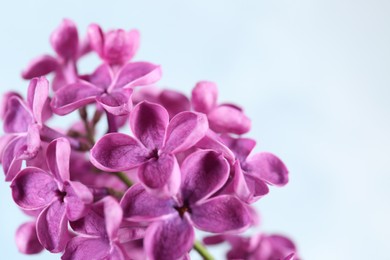 Photo of Closeup view of beautiful lilac flowers on light background