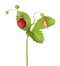 Stem of wild strawberry with berries and green leaves isolated on white