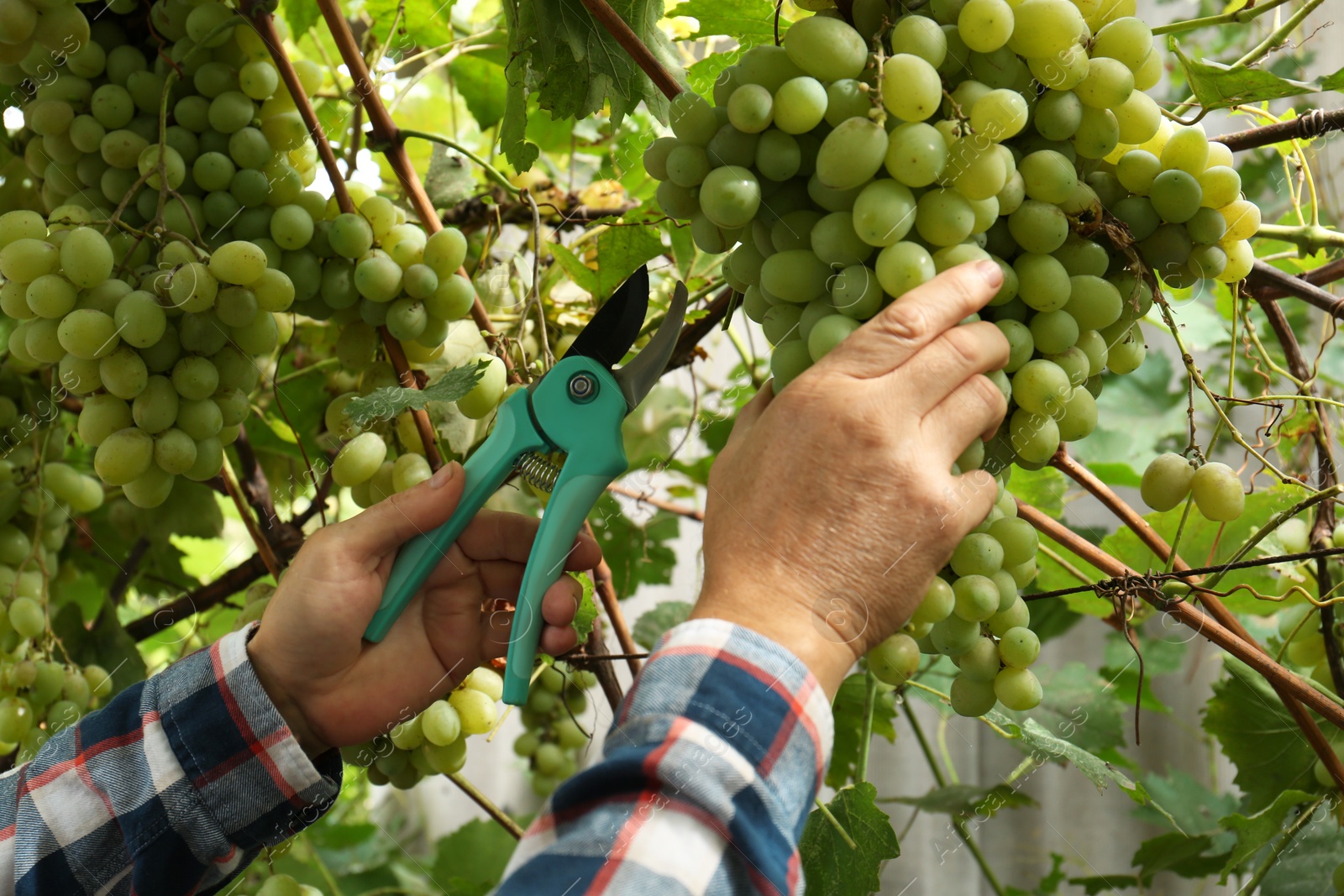 Photo of Farmer with secateurs picking ripe grapes in garden, closeup