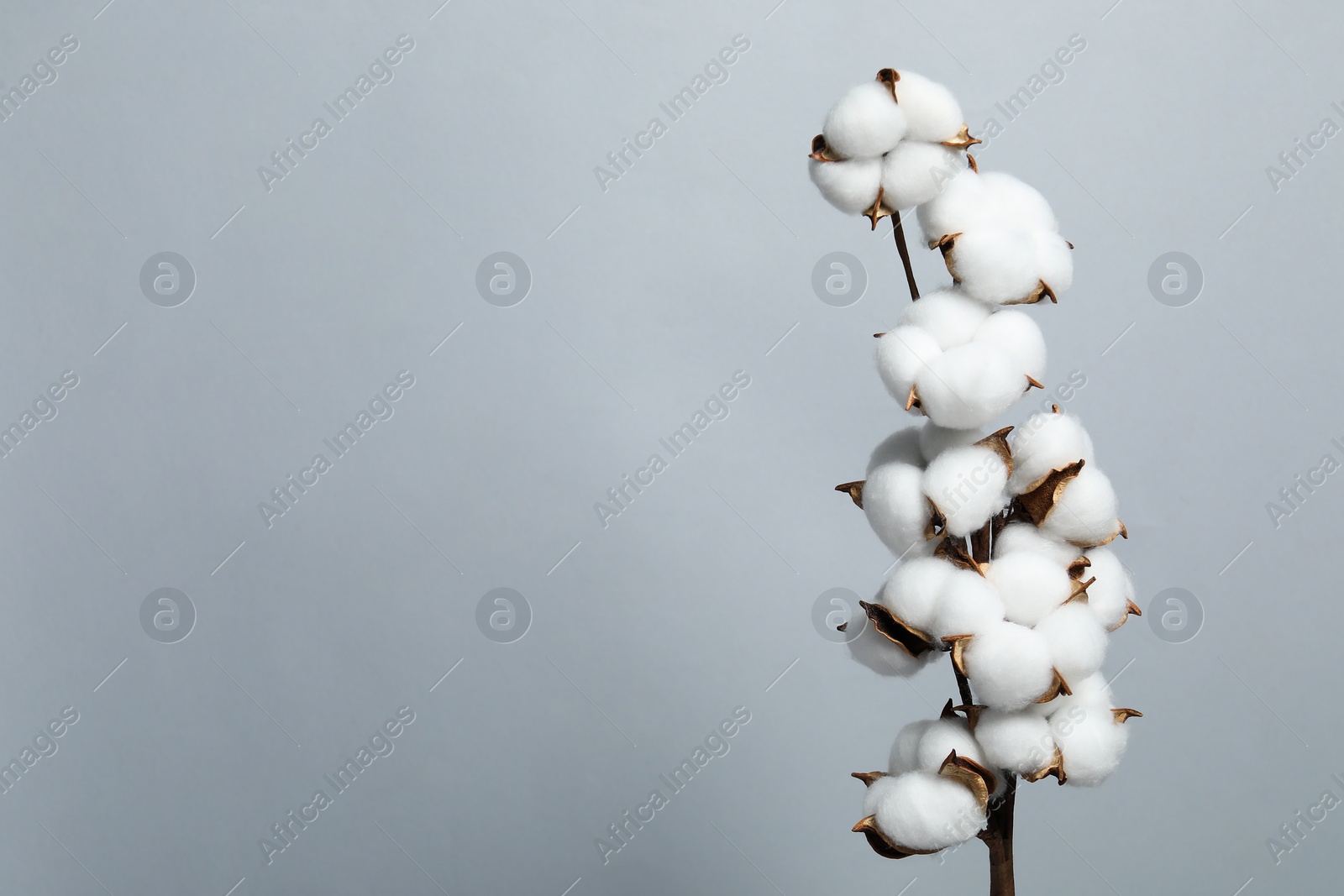Photo of Beautiful cotton branch with fluffy flowers on light grey background, space for text