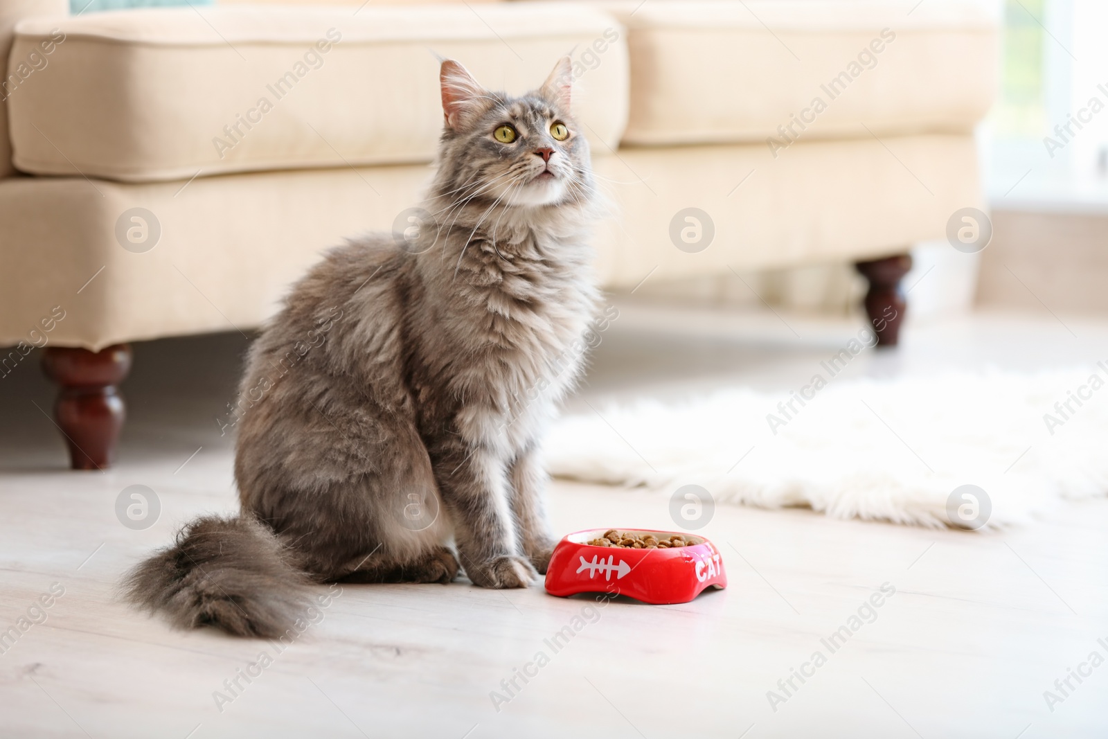 Photo of Adorable Maine Coon cat near bowl with food at home. Space for text
