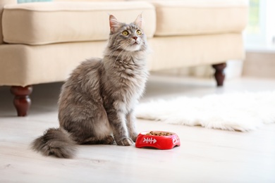 Adorable Maine Coon cat near bowl with food at home. Space for text