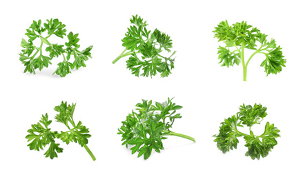 Image of Set of green curly parsley on white background