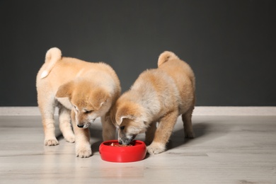 Photo of Adorable Akita Inu puppies eating food from bowl near black wall